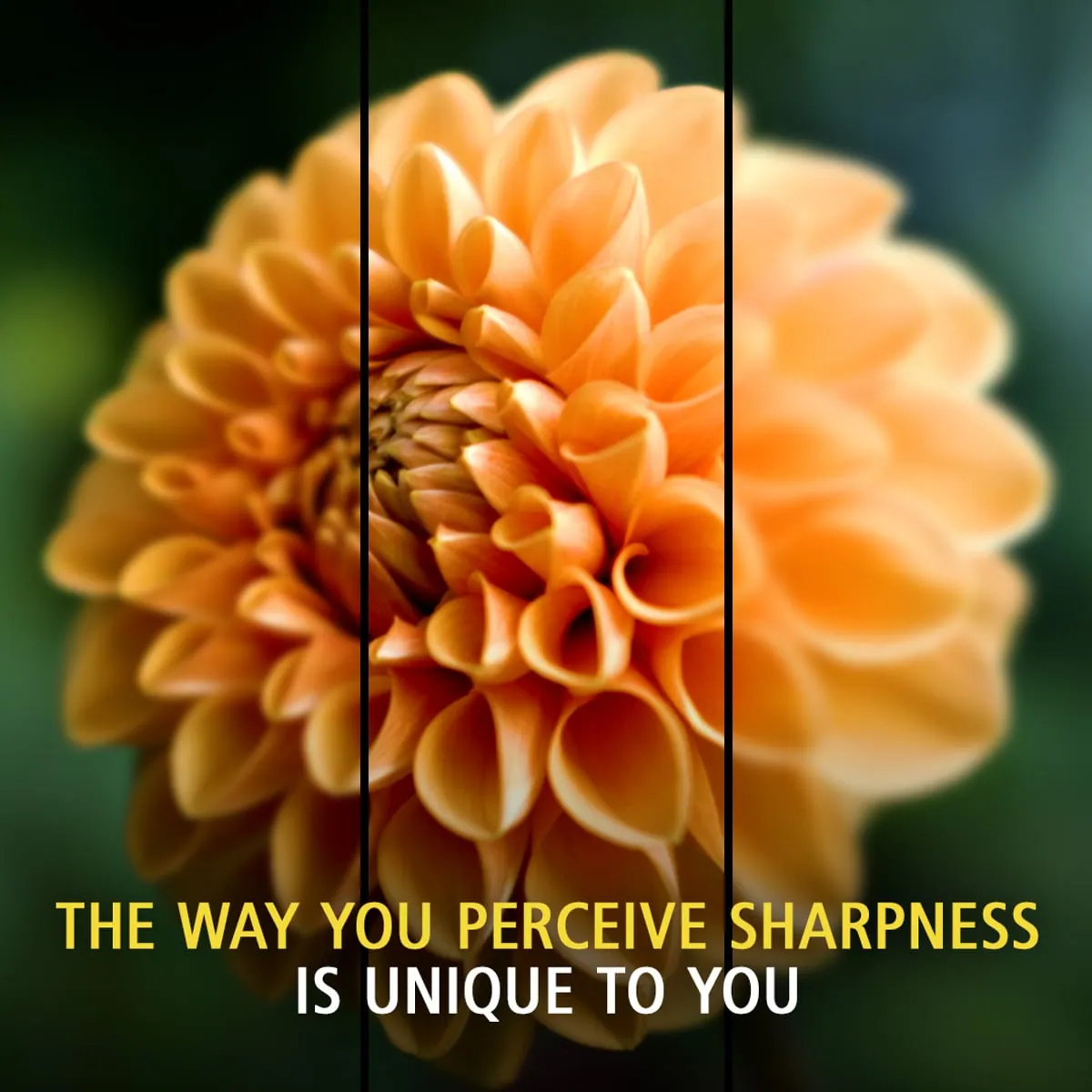 Nikon Z-Series progressive lenses — personalised to how you perceive sharpness